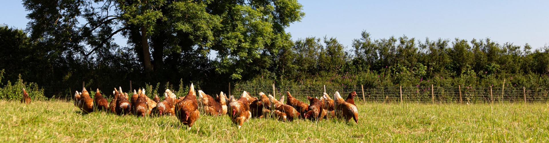 St Ewe Eggs