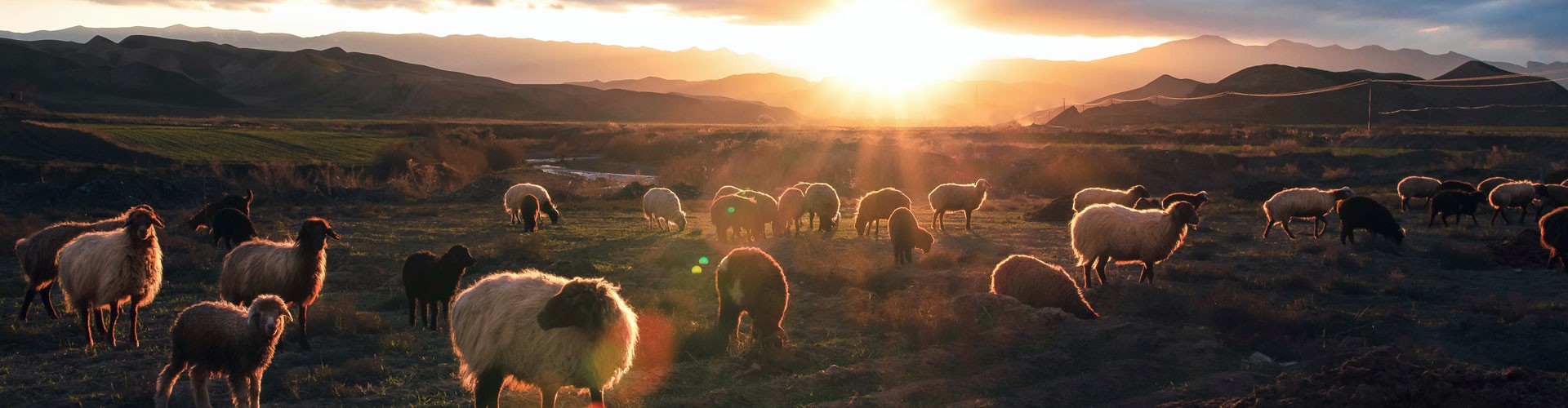 sheep sunset