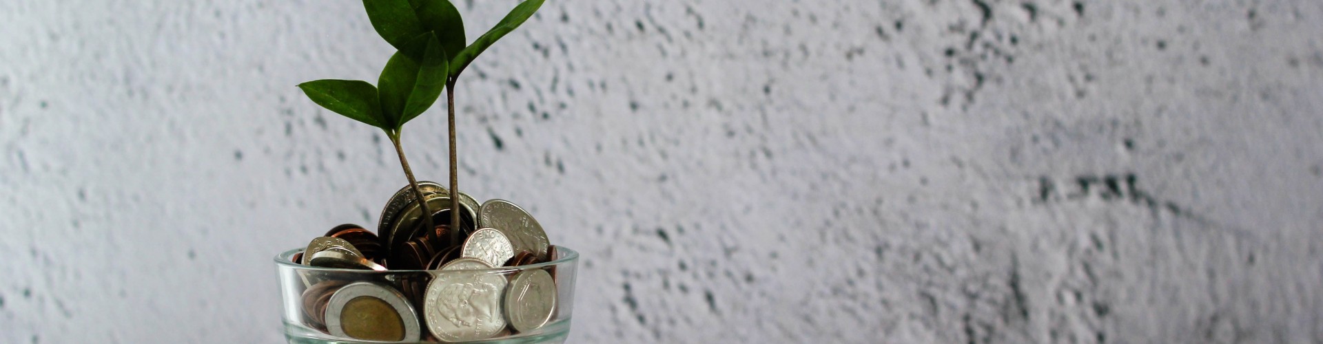 Seedlings growing from a pot of coins