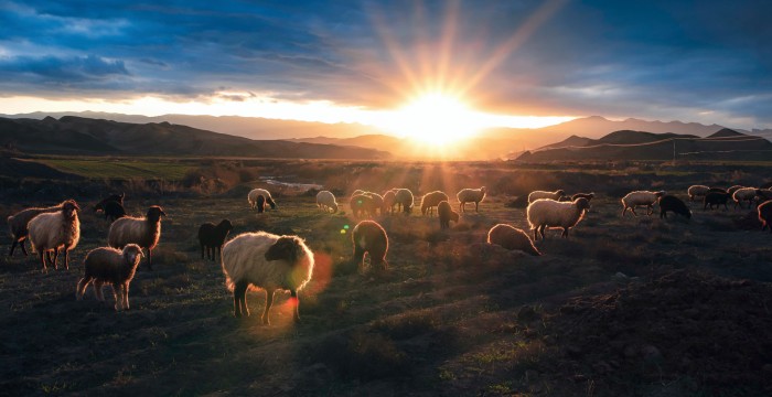 sheep sunset