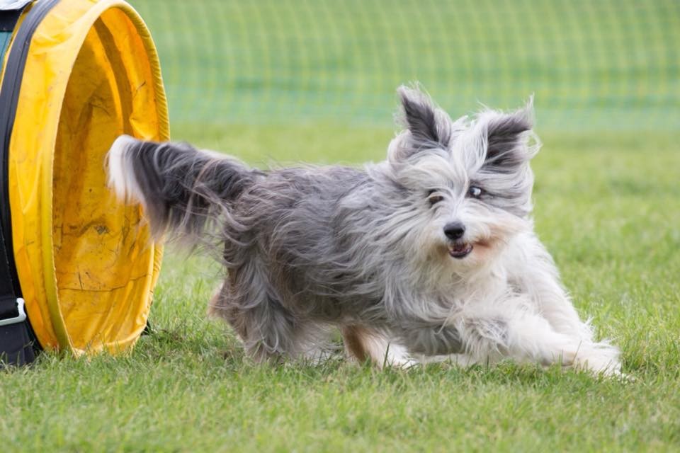 Game On Dogs