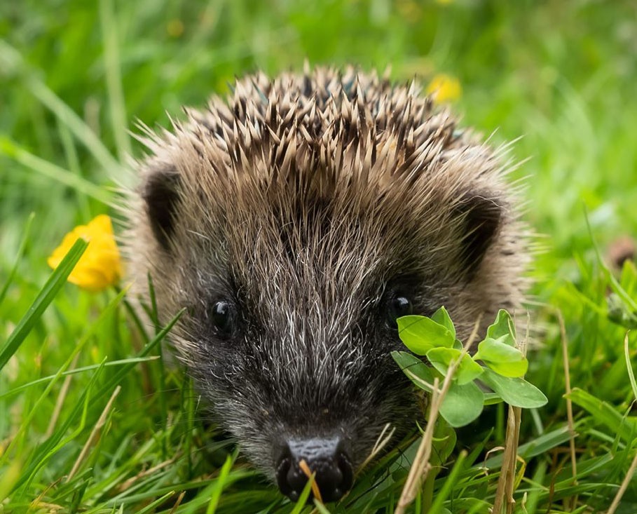 Prickles and Paws