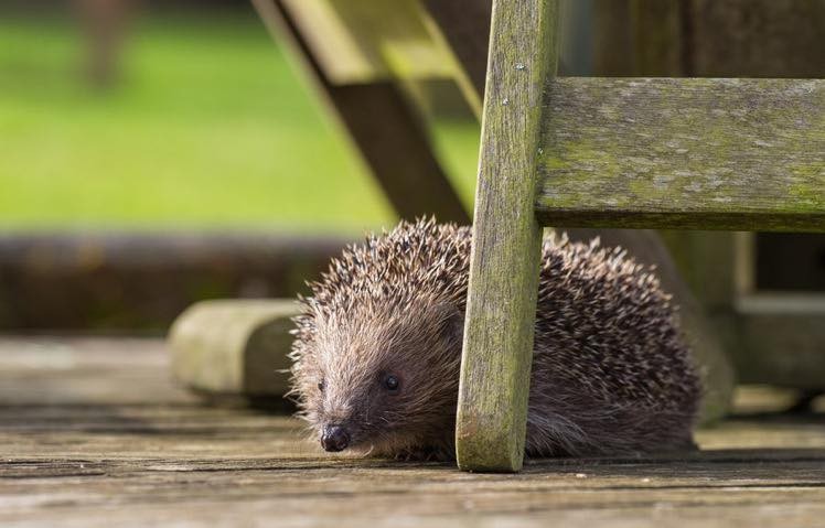 Prickles and Paws