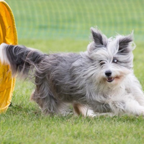 Game On Dogs