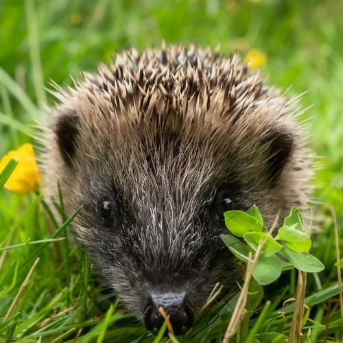 Prickles and Paws